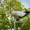 Holub dvoubarvy - Ducula bicolor - Pied Imperial-Pigeon o1953